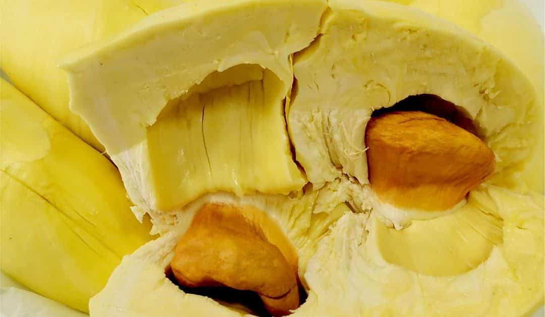 หน้าตาพลูของทุเรียนป่าละอูเมื่อผากลาง