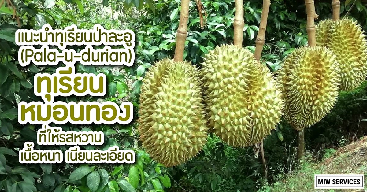 ทุเรียนป่าละอู